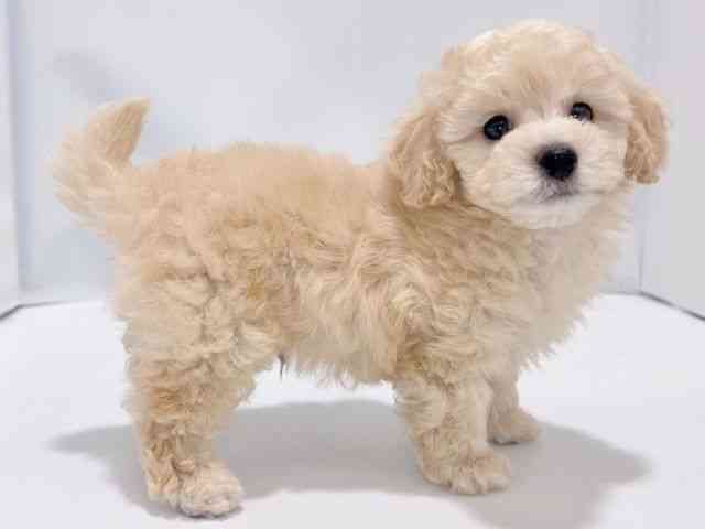 大阪府のトイプードル(トイ) (ひごペットフレンドリーイズミヤショッピングセンター千里丘店/2025年8月23日生まれ/男の子/クリーム)の子犬の2枚目の画像