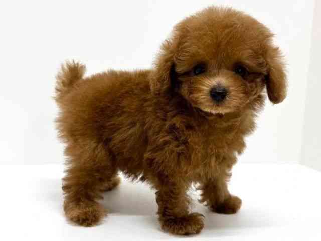 大阪府のトイプードル(トイ) (ひごペットフレンドリーくずはモール店/2025年8月24日生まれ/男の子/レッド)の子犬の2枚目の画像