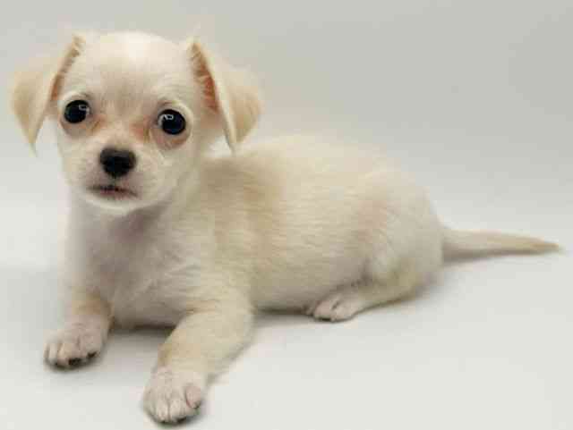 大阪府のチワックス(チワワ×ダックス) (ひごペットフレンドリーみのおキューズモール店/2025年8月24日生まれ/女の子/クリーム)の子犬の2枚目の画像