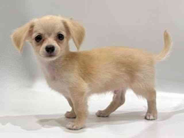 愛知県のチワックス(チワワ×ダックス) (ひごペットフレンドリーヴィアモール アピタ江南西店/2025年8月24日生まれ/男の子/クリーム)の子犬の2枚目の画像