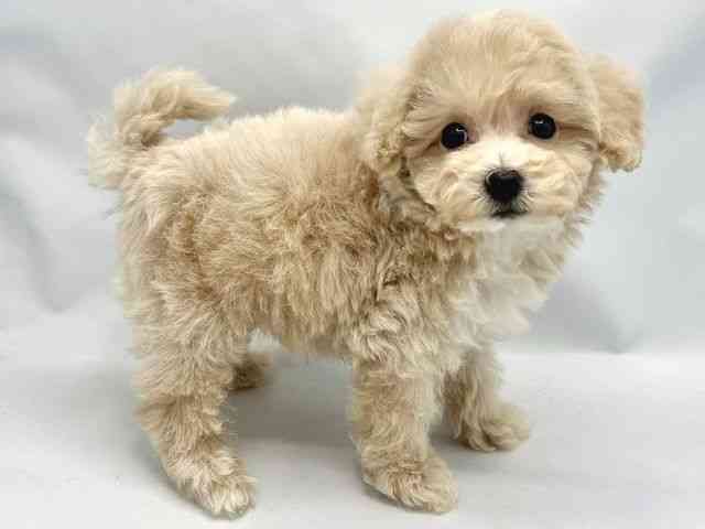 大阪府のハーフ犬・ミックス犬 (ひごペットフレンドリーイトーヨーカドー津久野店/2025年8月22日生まれ/男の子/クリーム)の子犬の2枚目の画像