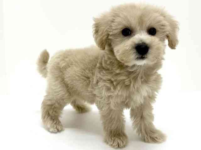 大阪府のハーフ犬・ミックス犬 (ひごペットフレンドリーくずはモール店/2025年8月22日生まれ/男の子/クリーム)の子犬の2枚目の画像