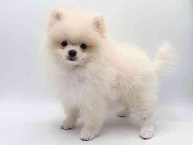 奈良県のポメラニアン (ひごペットフレンドリー田原本店/2025年8月25日生まれ/男の子/クリーム)の子犬の2枚目の画像