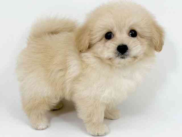 京都府のハーフ犬・ミックス犬 (ひごペットフレンドリーイズミヤショッピングセンター八幡店/2025年8月24日生まれ/男の子/クリーム)の子犬の2枚目の画像