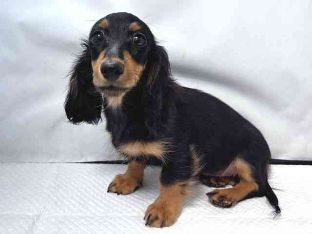 大阪府のミニチュアダックスフンド(ロング) (ひごペットフレンドリー堺プラットプラット店/2025年8月24日生まれ/女の子/ブラックタン)の子犬の2枚目の画像