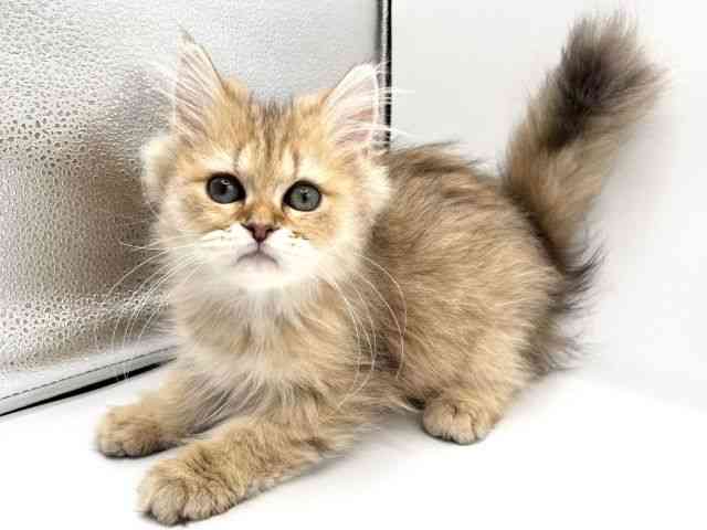 京都府のペルシャ (ひごペットフレンドリーイオンモール高の原店/2025年8月22日生まれ/男の子/チンチラゴールデン)の子猫の2枚目の画像