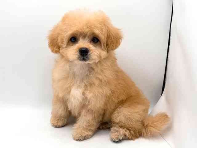 奈良県のハーフ犬・ミックス犬 (ひごペットフレンドリー田原本店/2025年8月24日生まれ/女の子/アプリコット)の子犬の2枚目の画像