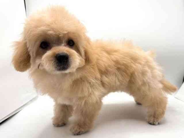 奈良県のハーフ犬・ミックス犬 (ひごペットフレンドリー田原本店/2025年8月24日生まれ/女の子/アプリコット)の子犬の2枚目の画像