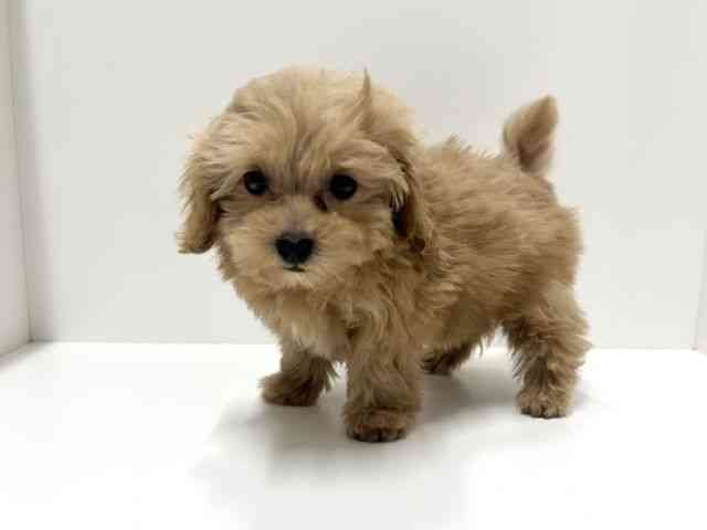 愛知県のハーフ犬・ミックス犬 (ひごペットフレンドリーららぽーと名古屋みなとアクルス店/2025年8月24日生まれ/男の子/アプリコット)の子犬の2枚目の画像