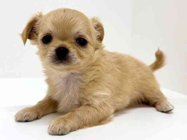 大阪府のチワワ(ロング) (ひごペットフレンドリーくずはモール店/2025年8月23日生まれ/男の子/クリーム)の子犬の2枚目の画像