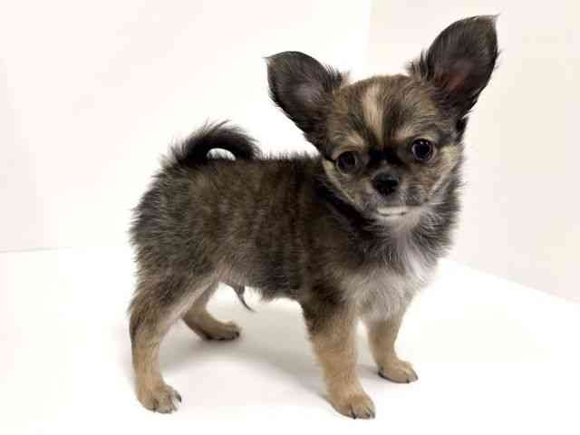 愛知県のチワワ(ロング) (ひごペットフレンドリーイトーヨーカドー知多店/2025年8月24日生まれ/男の子/フォーンホワイト)の子犬の2枚目の画像