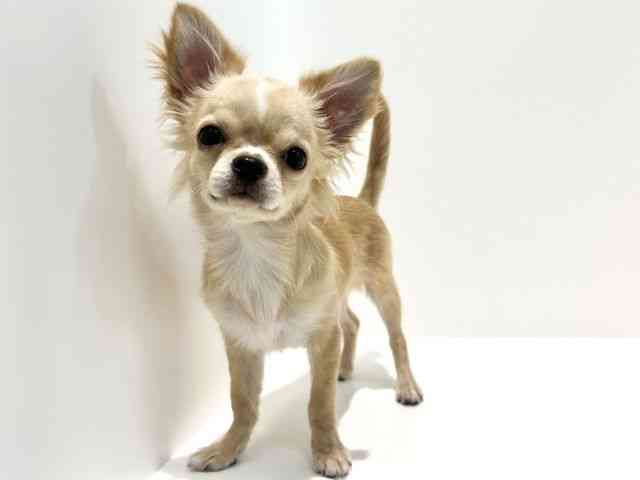 大阪府のチワワ(ロング) (ひごペットフレンドリーイオン高槻店/2025年6月10日生まれ/男の子/レッドホワイト)の子犬の2枚目の画像