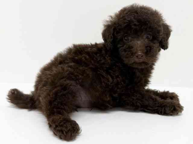 大阪府のトイプードル(トイ) (ひごペットフレンドリーくずはモール店/2025年8月26日生まれ/男の子/ブラウン)の子犬の2枚目の画像