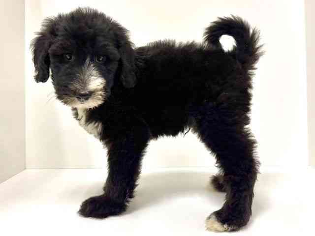 愛知県のシーパドゥードル (ひごペットフレンドリーイトーヨーカドー知多店/2025年8月25日生まれ/男の子/ブラックホワイト)の子犬の2枚目の画像