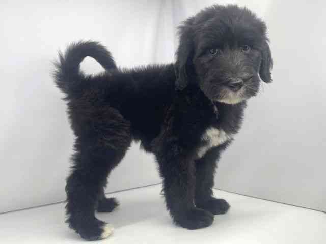 兵庫県のシーパドゥードル (ひごペットフレンドリーイオンタウン加古川店/2025年8月25日生まれ/男の子/ブラックホワイト)の子犬の2枚目の画像