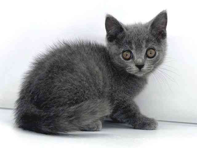 兵庫県のブリティッシュショートヘアー (ひごペットフレンドリーイオンタウン加古川店/2025年8月22日生まれ/男の子/ブルー)の子猫の2枚目の画像