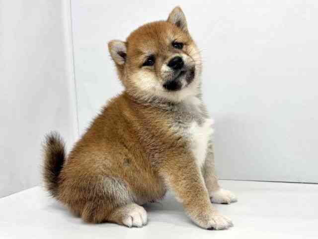 大阪府の柴犬(標準サイズ) (ひごペットフレンドリーセブンパーク天美店/2025年8月26日生まれ/男の子/赤)の子犬の2枚目の画像