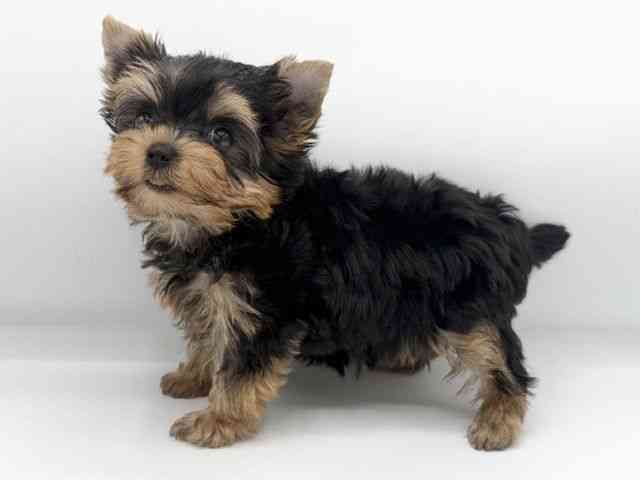 大阪府のヨークシャーテリア (ひごペットフレンドリーららぽーとEXPOCITY店/2025年8月25日生まれ/女の子/スチールブルータン)の子犬の2枚目の画像