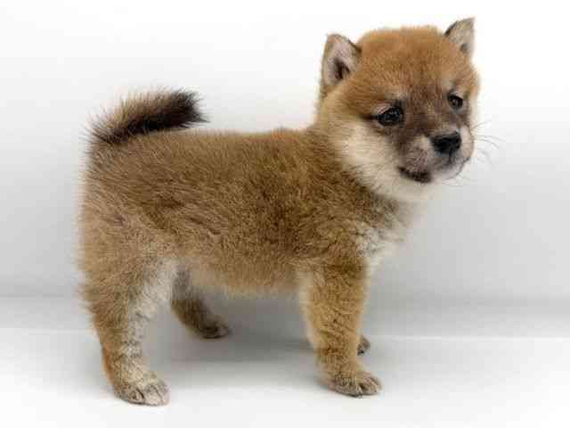 大阪府の柴犬(標準サイズ) (ひごペットフレンドリーららぽーとEXPOCITY店/2025年8月26日生まれ/女の子/赤)の子犬の2枚目の画像