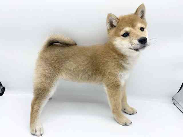 大阪府の柴犬(標準サイズ) (ひごペットフレンドリーららぽーとEXPOCITY店/2025年8月26日生まれ/女の子/赤)の子犬の2枚目の画像