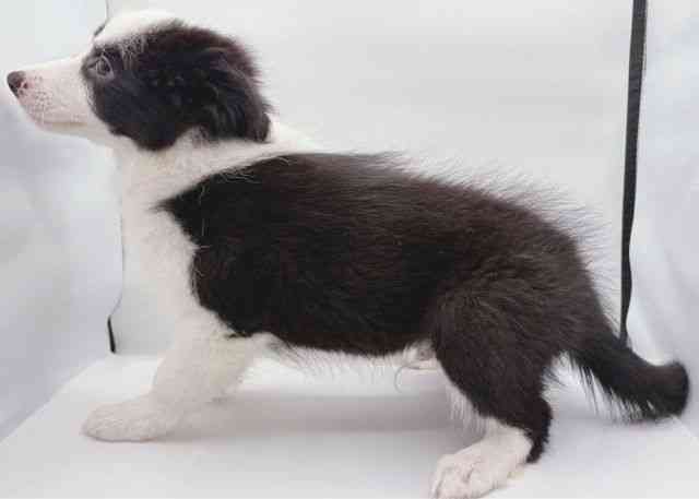 島根県のボーダーコリー (ひごペットフレンドリーイオン松江ショッピングセンター店/2025年8月26日生まれ/男の子/ブラックホワイト)の子犬の2枚目の画像