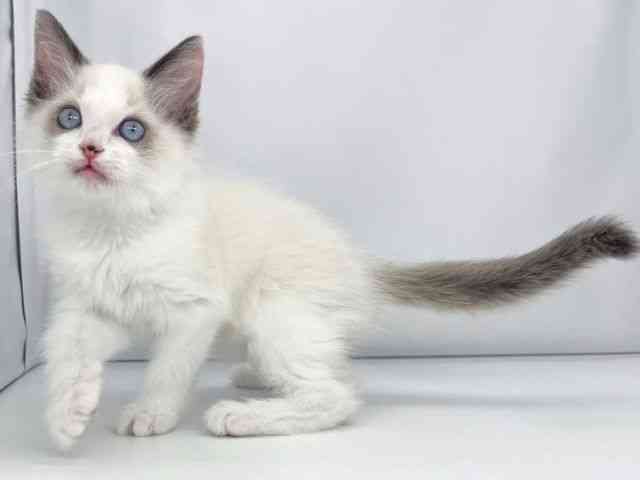 兵庫県のラグドール (ひごペットフレンドリーイオンタウン加古川店/2025年8月24日生まれ/男の子/シールポイントバイカラー)の子猫の2枚目の画像