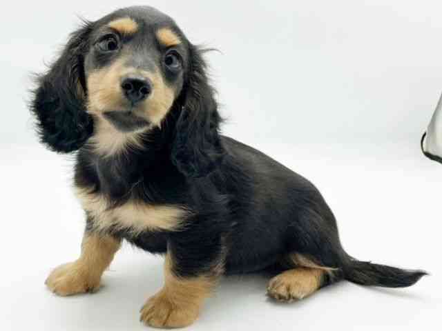 兵庫県のミニチュアダックスフンド(ロング) (ひごペットフレンドリーコロワ甲子園店/2025年8月24日生まれ/男の子/ブラックタン)の子犬の2枚目の画像