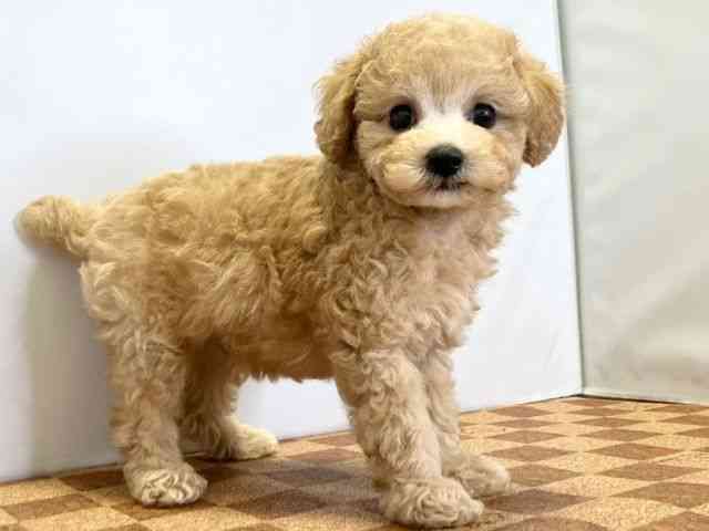 愛媛県のトイプードル(トイ) (ひごペットフレンドリーエミフルMASAKI店/2025年8月24日生まれ/男の子/アプリコット)の子犬の2枚目の画像