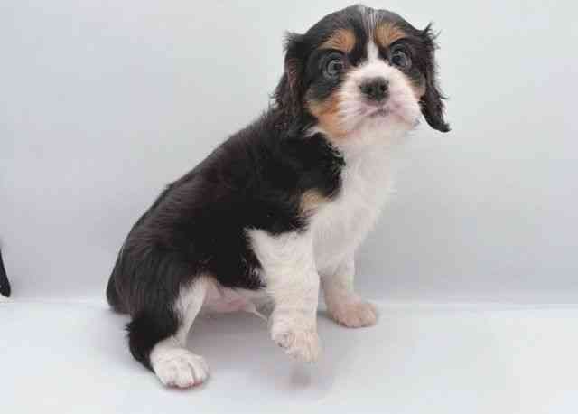 島根県のキャバリアキングチャールズスパニエル (ひごペットフレンドリーイオン松江ショッピングセンター店/2025年8月25日生まれ/男の子/トライカラー)の子犬の2枚目の画像