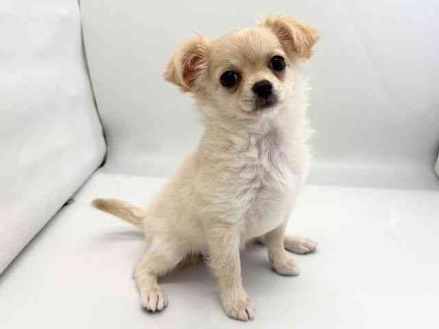 京都府のチワワ(ロング) (ひごペットフレンドリー京都店/2025年8月25日生まれ/女の子/クリーム)の子犬の2枚目の画像