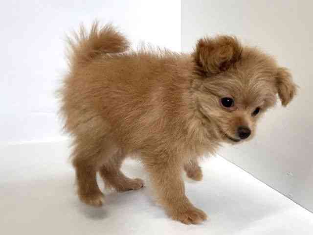 大阪府のポメプー(ポメラニアン×プードル) (ひごペットフレンドリーアクロスプラザ住之江店/2025年8月25日生まれ/女の子/ゴールド)の子犬の2枚目の画像