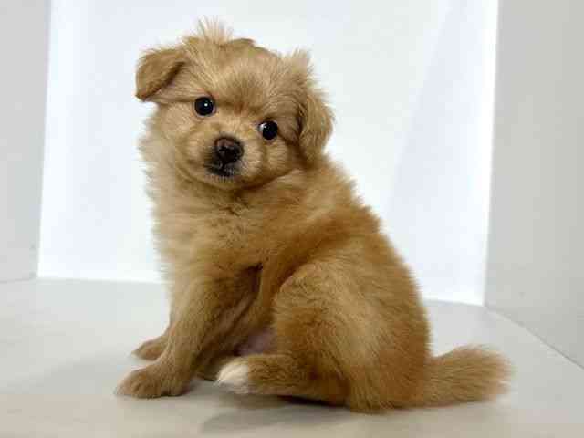 大阪府のポメプー(ポメラニアン×プードル) (ひごペットフレンドリーアクロスプラザ住之江店/2025年8月25日生まれ/女の子/ゴールド)の子犬の2枚目の画像