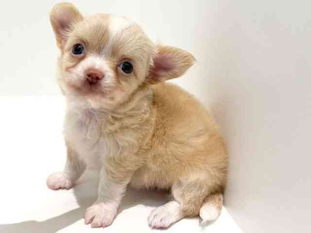 大阪府のチワワ(ロング) (ひごペットフレンドリーイオン高槻店/2025年8月26日生まれ/女の子/クリームホワイト)の子犬の2枚目の画像