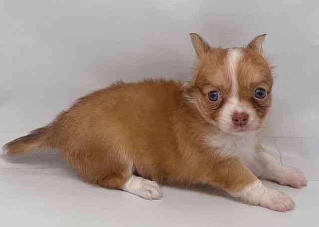 鳥取県のチワワ(ロング) (ひごペットフレンドリーイオンモール鳥取北店/2025年8月26日生まれ/女の子/チョコレートフォーンホワイト)の子犬の2枚目の画像