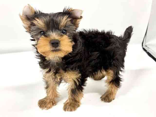 大阪府のヨークシャーテリア (ひごペットフレンドリーイオンタウン豊中庄内店/2025年8月26日生まれ/男の子/スチールブルータン)の子犬の2枚目の画像