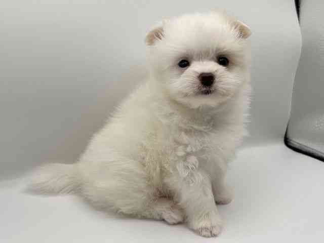 京都府のポメマル/マルポメ(ポメラニアン×マルチーズ) (ひごペットフレンドリーイオンモール高の原店/2025年8月25日生まれ/男の子/ホワイト)の子犬の2枚目の画像