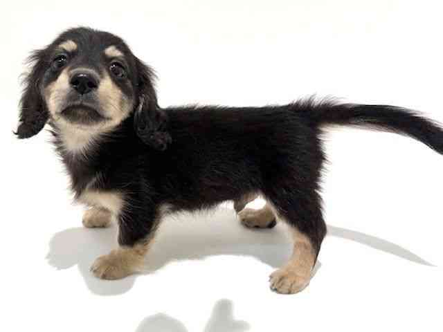 大阪府のミニチュアダックスフンド(ロング) (ひごペットフレンドリーイオン高槻店/2025年8月26日生まれ/男の子/ブラックイエロー)の子犬の2枚目の画像