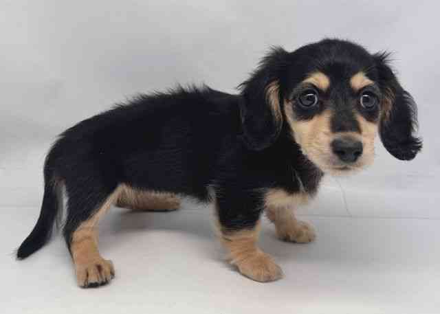 鳥取県のミニチュアダックスフンド(ロング) (ひごペットフレンドリーイオンモール鳥取北店/2025年8月26日生まれ/女の子/ブラックイエロー)の子犬の2枚目の画像