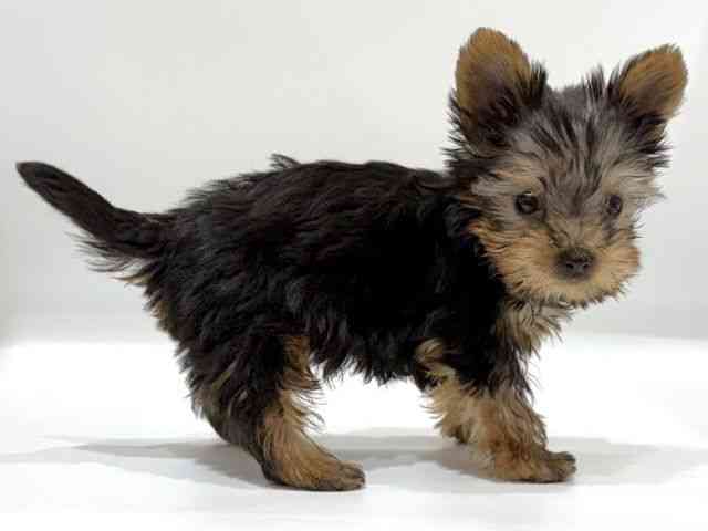 愛知県のヨークシャーテリア (ひごペットフレンドリーヴィアモール アピタ江南西店/2025年8月24日生まれ/男の子/スチールブルータン)の子犬の2枚目の画像