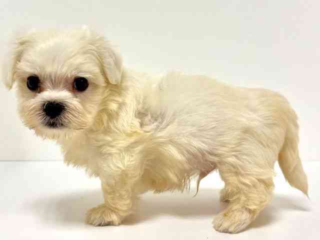 愛知県のマルチーズ (ひごペットフレンドリーイトーヨーカドー知多店/2025年8月26日生まれ/男の子/ホワイト)の子犬の2枚目の画像