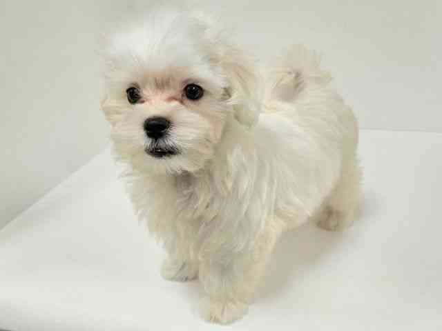 愛知県のマルチーズ (ひごペットフレンドリーイトーヨーカドー知多店/2025年8月26日生まれ/男の子/ホワイト)の子犬の2枚目の画像