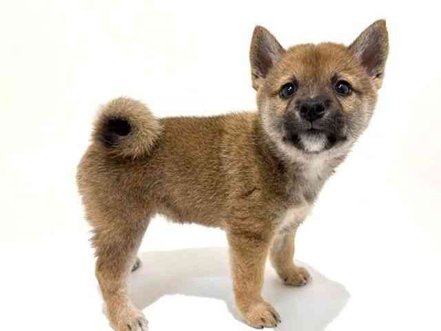 大阪府の柴犬(標準サイズ) (ひごペットフレンドリーイオン高槻店/2025年8月25日生まれ/女の子/赤)の子犬の2枚目の画像