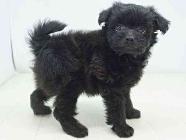 福岡県のポメプー(ポメラニアン×プードル) (ひごペットフレンドリーゆめタウン筑紫野店/2025年8月25日生まれ/女の子/ブラック)の子犬の2枚目の画像