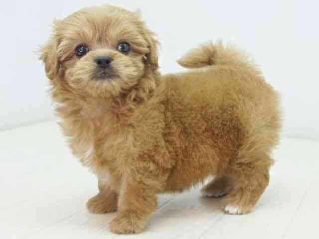 福岡県のペキプー(ペキニーズ×プードル) (ひごペットフレンドリーゆめタウン筑紫野店/2025年8月21日生まれ/女の子/レッド)の子犬の2枚目の画像