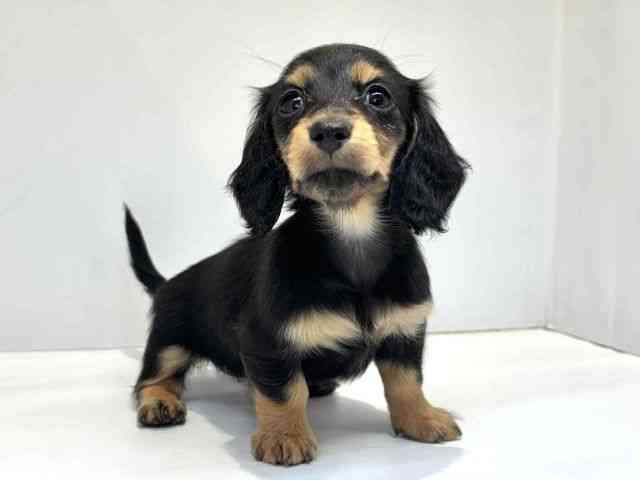 大阪府のミニチュアダックスフンド(ロング) (ひごペットフレンドリーセブンパーク天美店/2025年8月24日生まれ/女の子/ブラックタン)の子犬の2枚目の画像