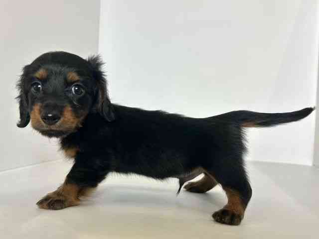 大阪府のミニチュアダックスフンド(ロング) (ひごペットフレンドリーアクロスプラザ住之江店/2025年8月26日生まれ/男の子/ブラックタン)の子犬の2枚目の画像