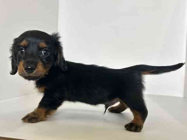 大阪府のミニチュアダックスフンド(ロング) (ひごペットフレンドリーアクロスプラザ住之江店/2025年8月26日生まれ/男の子/ブラックタン)の子犬の2枚目の画像