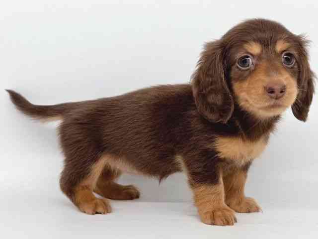 大阪府のミニチュアダックスフンド(ロング) (ひごペットフレンドリー瓜破店/2025年8月26日生まれ/女の子/チョコレートタン)の子犬の2枚目の画像