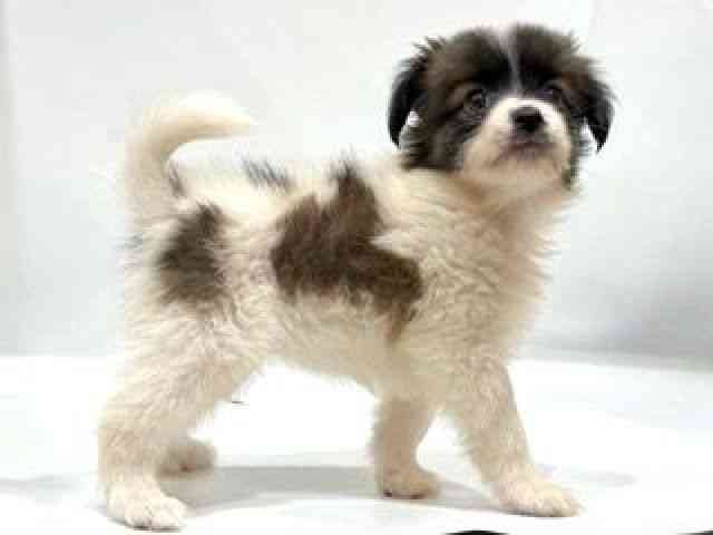 愛知県のパピヨン (ひごペットフレンドリーヴィアモール アピタ江南西店/2025年8月25日生まれ/女の子/ホワイトブラウン)の子犬の2枚目の画像