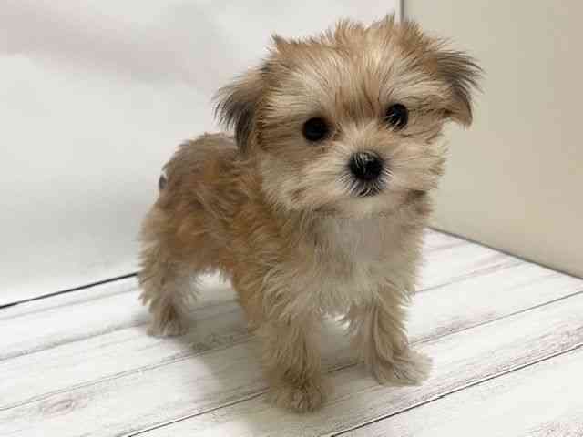 和歌山県のマルキー/マルヨーキー(マルチーズ×ヨークシャーテリア) (ひごペットフレンドリーパームシティ和歌山店/2025年8月22日生まれ/女の子/ブラウン)の子犬の2枚目の画像